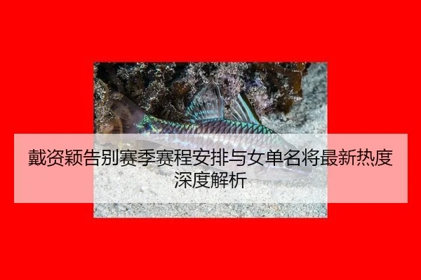 戴资颖告别赛季赛程安排与女单名将最新热度深度解析
